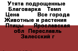 Утята подрощенные “Благоварка“,“Темп“ › Цена ­ 100 - Все города Животные и растения » Птицы   . Ярославская обл.,Переславль-Залесский г.